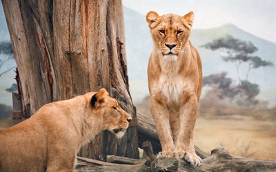 アフリカlioness, 敵, 野生動物, lioness, アフリカ, 野生の自然