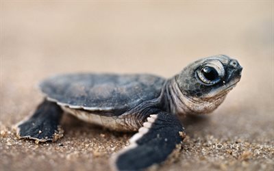 sand, liten sköldpadda, sköldpaddor, små djur