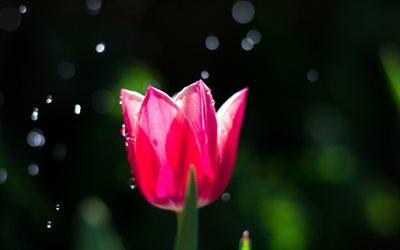 tulipano rosa, 4k, bokeh, fiori di primavera, macro, fiori rosa, tulipani, bellissimi fiori, sfondi con tulipani, gemme rosa