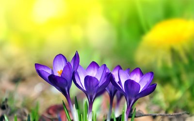 crocus violets, 4k, fleurs de printemps, bokeh, belles fleurs, crocus, printemps