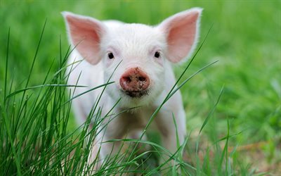cerdito rosa, hierba verde, granja, cerdo en la hierba, lechón, animales divertidos, animales de granja