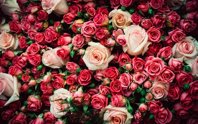 बैंगनी और गुलाबी गुलाब, 4k, कलियों, मैक्रो, bokeh, बैंगनी फूल, गुलाब के फूल, गुलाब के साथ तस्वीरें, सुंदर फूल, गुलाब के साथ पृष्ठभूमि, बैंगनी कलियाँ