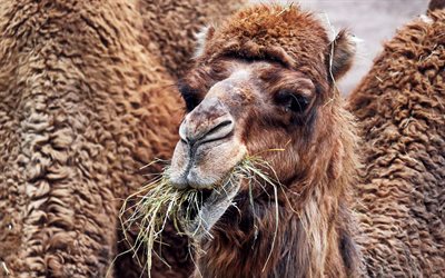 kamelit, villieläimet, kamelit syövät ruohoa, afrikka, kamelin lauma, afrikkalaiset eläimet, egypti