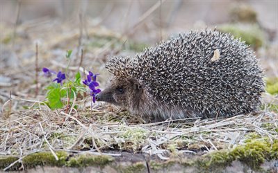 4k, hedgehog, cute animals, wild nature, forest inhabitants, hedgehog on the grass, wild animals, forest, hedgehogs