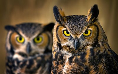 Two Eagle-owls, 4k, bokeh, wildlife, predators, Bubo bubo, predatory birds, owl, scarecrow, Eagle-owl, predatory look, owls