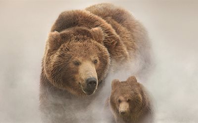 les bruins, les ours, grizzly, vetmedica