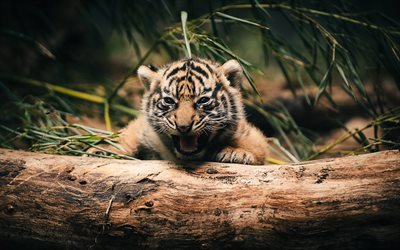 ferocious tiger, little tiger