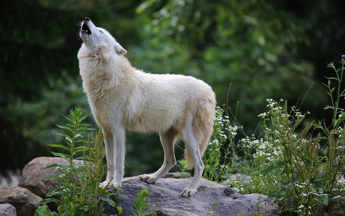 lobo uivante, foto, lobos, lobo branco