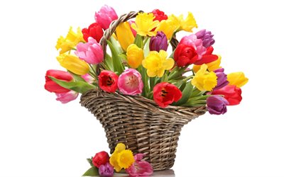 tulips, a bouquet of flowers, daffodils, photo, bright bouquet