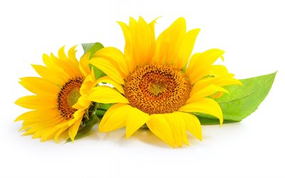 girassol amarelo, sonyachnyi, flor amarela, girassóis, o girassol amarelo