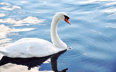 birds, white swan, rates, the pond