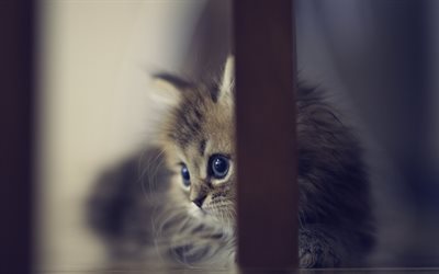 un pequeño gatito, lindo gatito, milla de la cochinilla