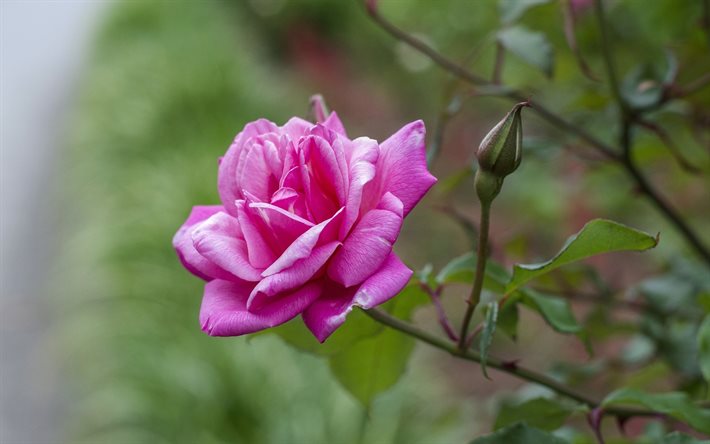 rosa rosa, flor solitária, rosa rojava