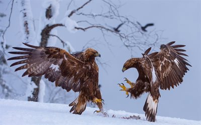 eagles savaş, yırtıcı kuşlar, Kartallar, orly