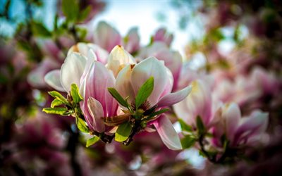 magnolia, hermosas flores