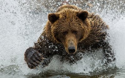 ruskea karhu, hyökkäys, valokuva karhut