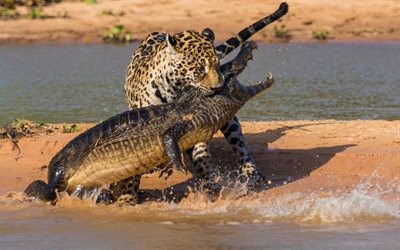 fight, jaguar, crocodile