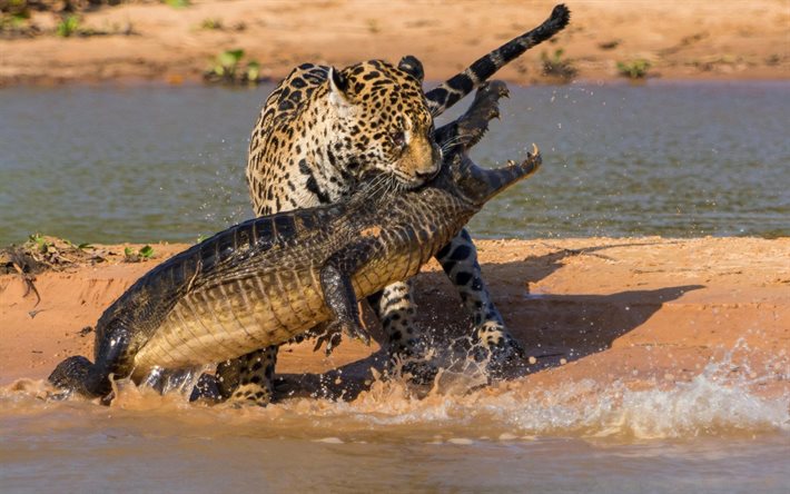 kampf, jaguar, krokodil