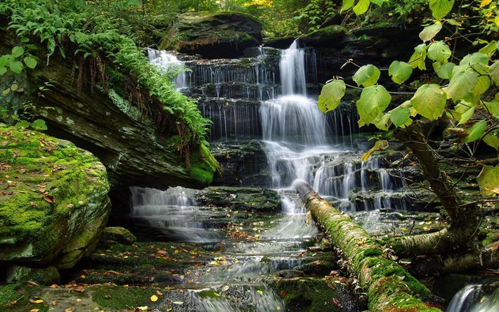 verdes, gotas de água, frescura, floresta, cachoeira, privado