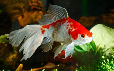 white-red fish, carp sit