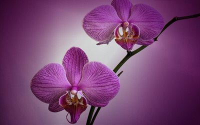 l'orchidée, de la branche d'orchidées