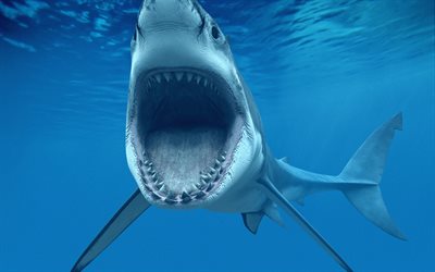 acqua, shark 3d, bocca