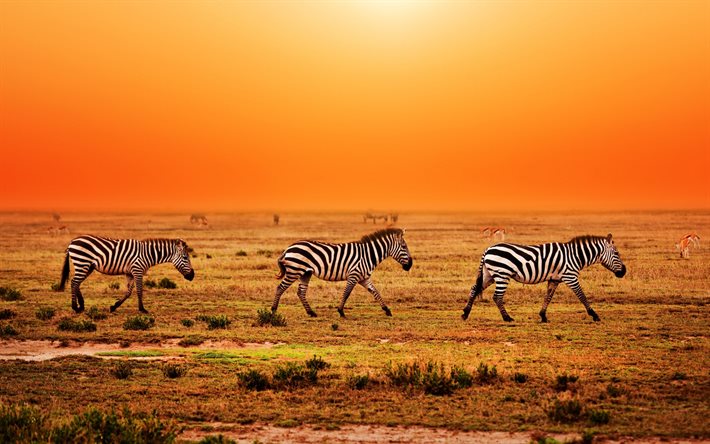 heat, africa, orange sky, zebra