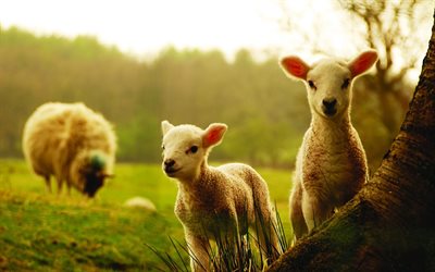 gli animali, pecore, tarini