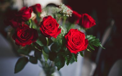 तीन गुलाब के फूल, लाल गुलाब, तीन, पोलैंड गुलाब