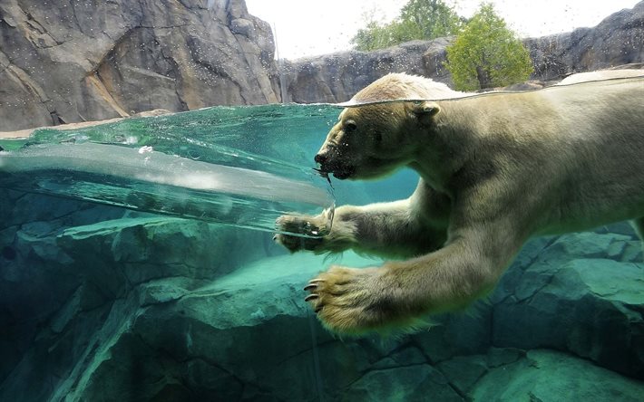 aquário, urso polar, zoológico