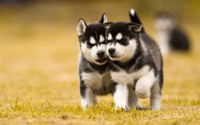 small puppies, husky, dogs