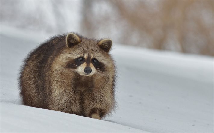 raccoon, snow, winter