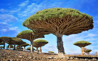 dracaena cinnabari, غير عادية الأشجار, خيزران, خيزران الزنجفر الأحمر, سقطرى, بحر العرب