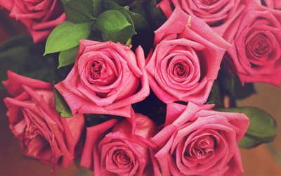 rosa rosor, foton av rosor, vackra rosor, ros, polska rosor