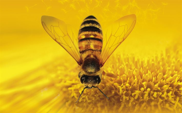 ape raccoglie il miele, il polline, raccoglie il miele, file, insetti