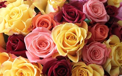 colorato, colore, rose, giallo, rosa, rosso, foto di rose, la polonia rose, chervona troyanda
