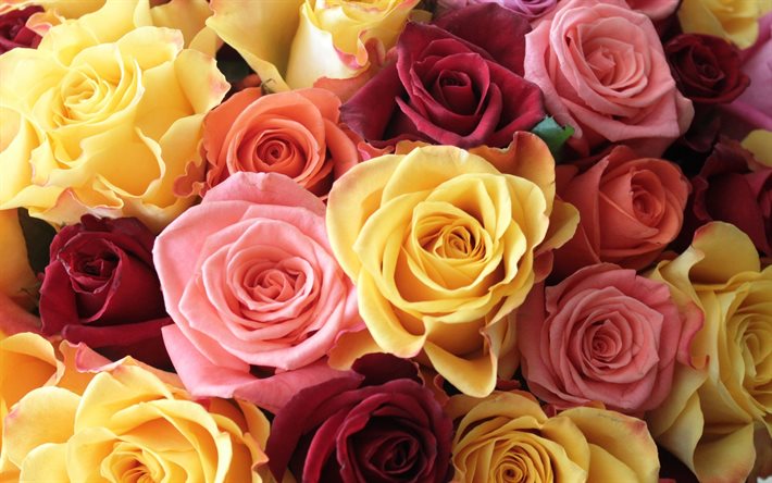 coloré couleur, rose, rose jaune, rouge, photos des roses, la pologne roses, chervona troyanda