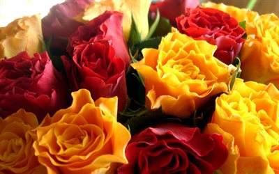 red roses, yellow roses, a bouquet of roses, bouquet of roses