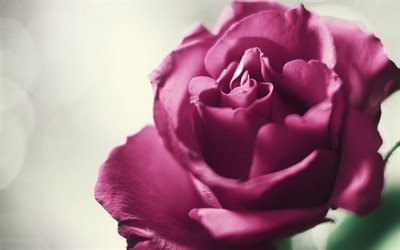 pink rose, rojava rose