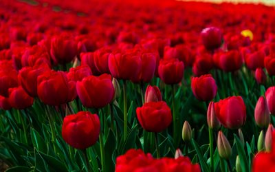 flowers, red tulips, a field of flowers