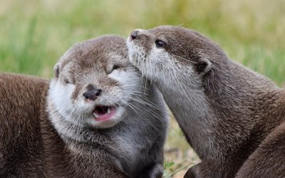 river animals, otter, river, rodents