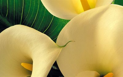 le jaune des fleurs, des lys calla, zantedeschia