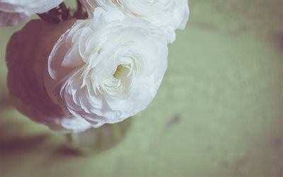 rosa, cor branca, rosa branca, flores brancas, as rosas da polônia