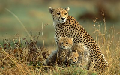 kittens, cheetah, wild animals, savannah