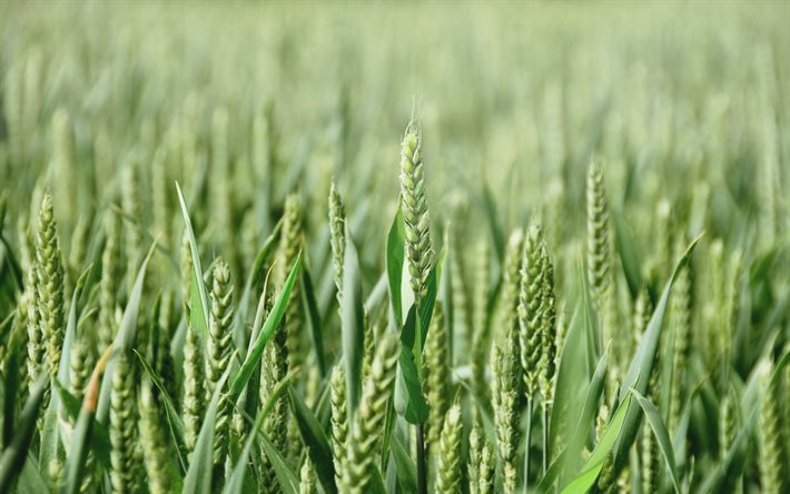 trigo verde, trigo jovem, campo de trigo
