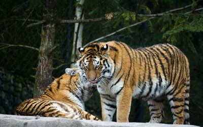 wild cats, the amur tiger, pair of tigers