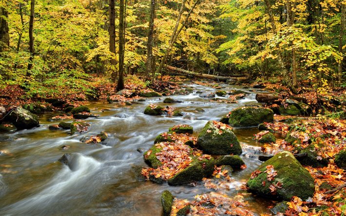 fiume, foresta ruscello, autunno, foresta