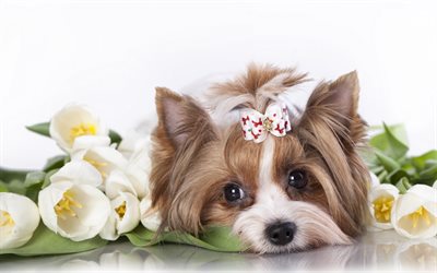 ヨークシャー-テリア, かわいい犬, の犬, yorkies, 員犬, 小型犬
