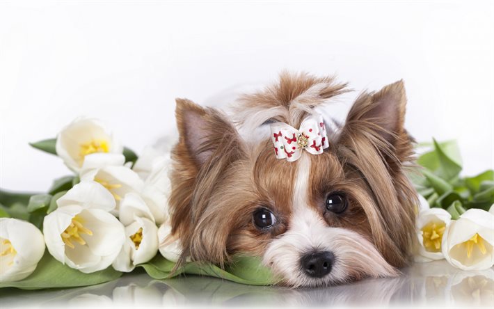 yorkshire terrier, sevimli köpek, küçük köpek, köpek yavrusu, mily köpek