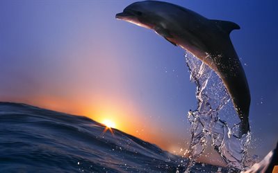 los delfines, mar
